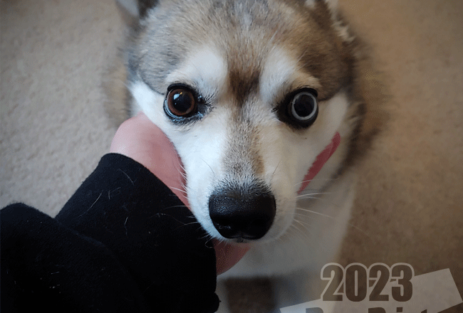 Alaskan Klee Kai