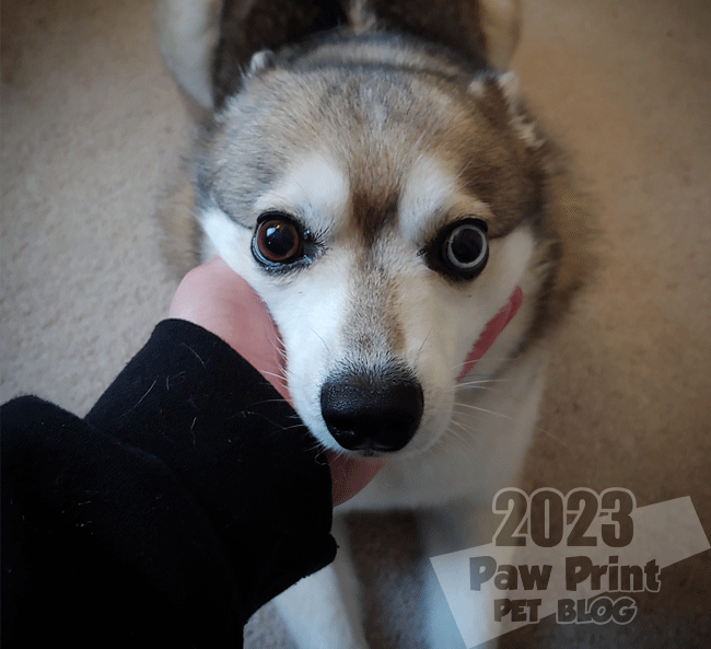 Alaskan Klee Kai