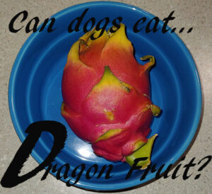 Dragon fruit for dogs sale