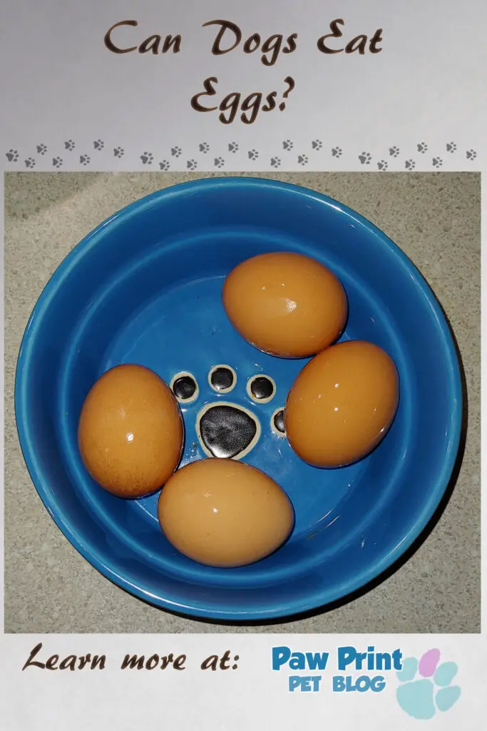 dogs eggs