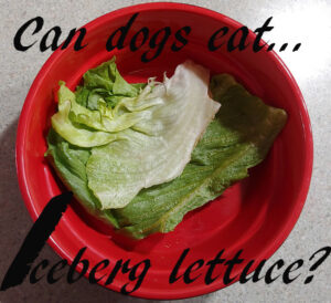 dogs iceberg lettuce