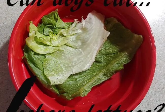 dogs iceberg lettuce