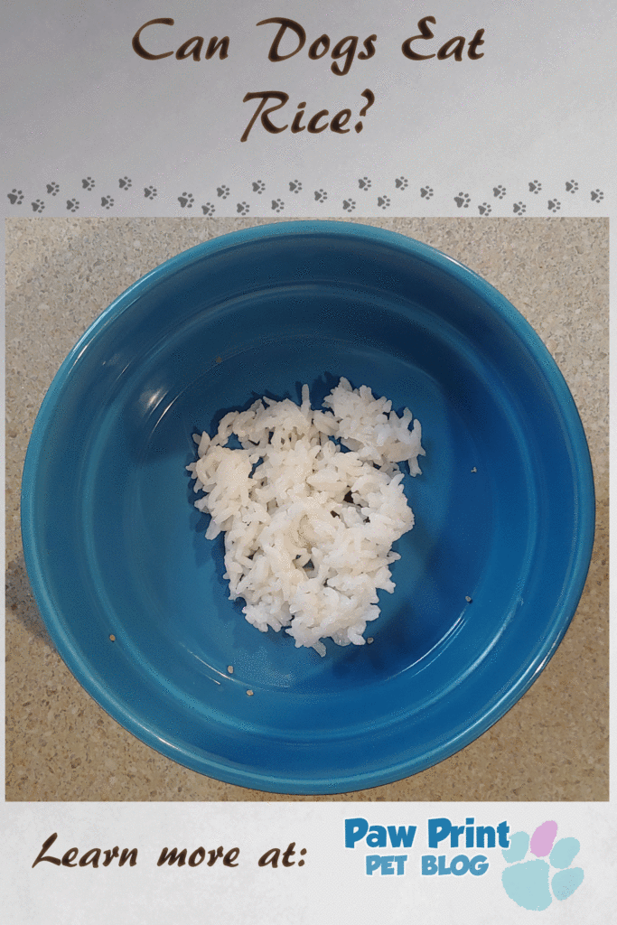 Dog ate dry best sale rice