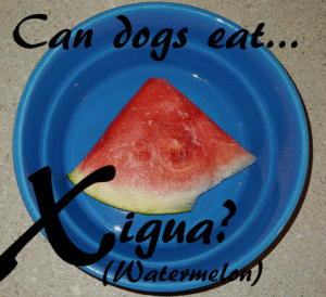 dogs watermelon