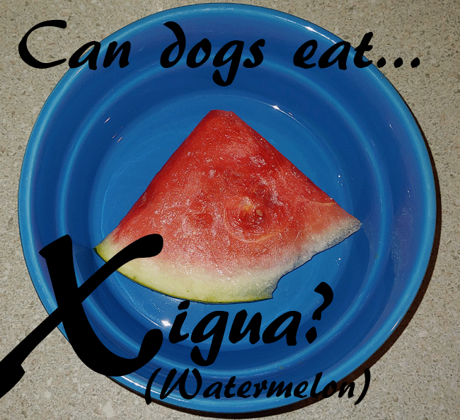 Do Dogs Like Watermelon