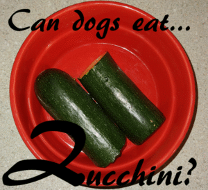 dogs zucchini