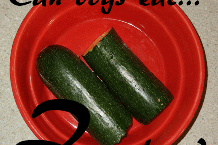 dogs zucchini