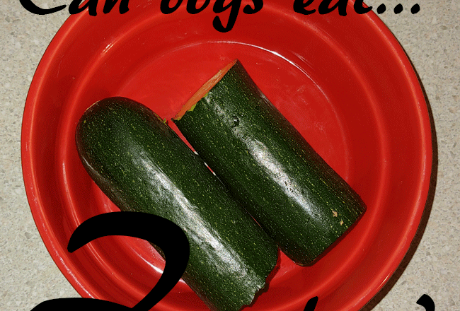 dogs zucchini