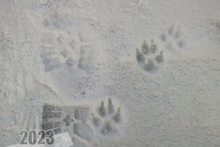 carbon paw print