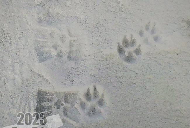 carbon paw print