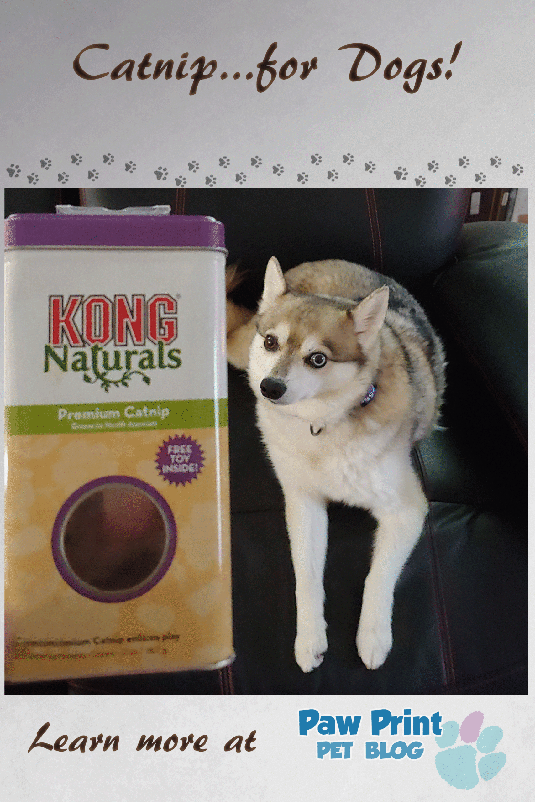 catnip for dogs