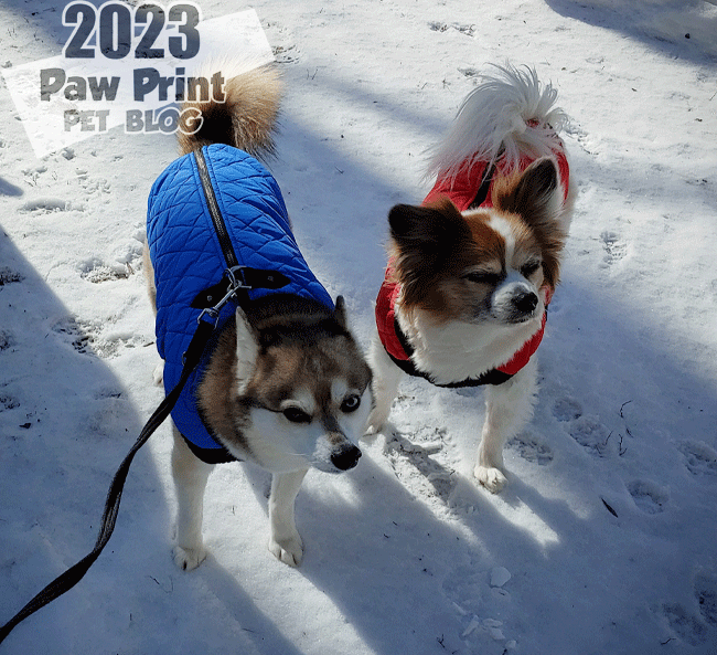 How Cold is Too Cold for Dogs? – Paw Print