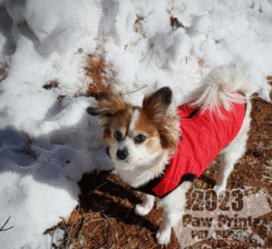 small dogs snow