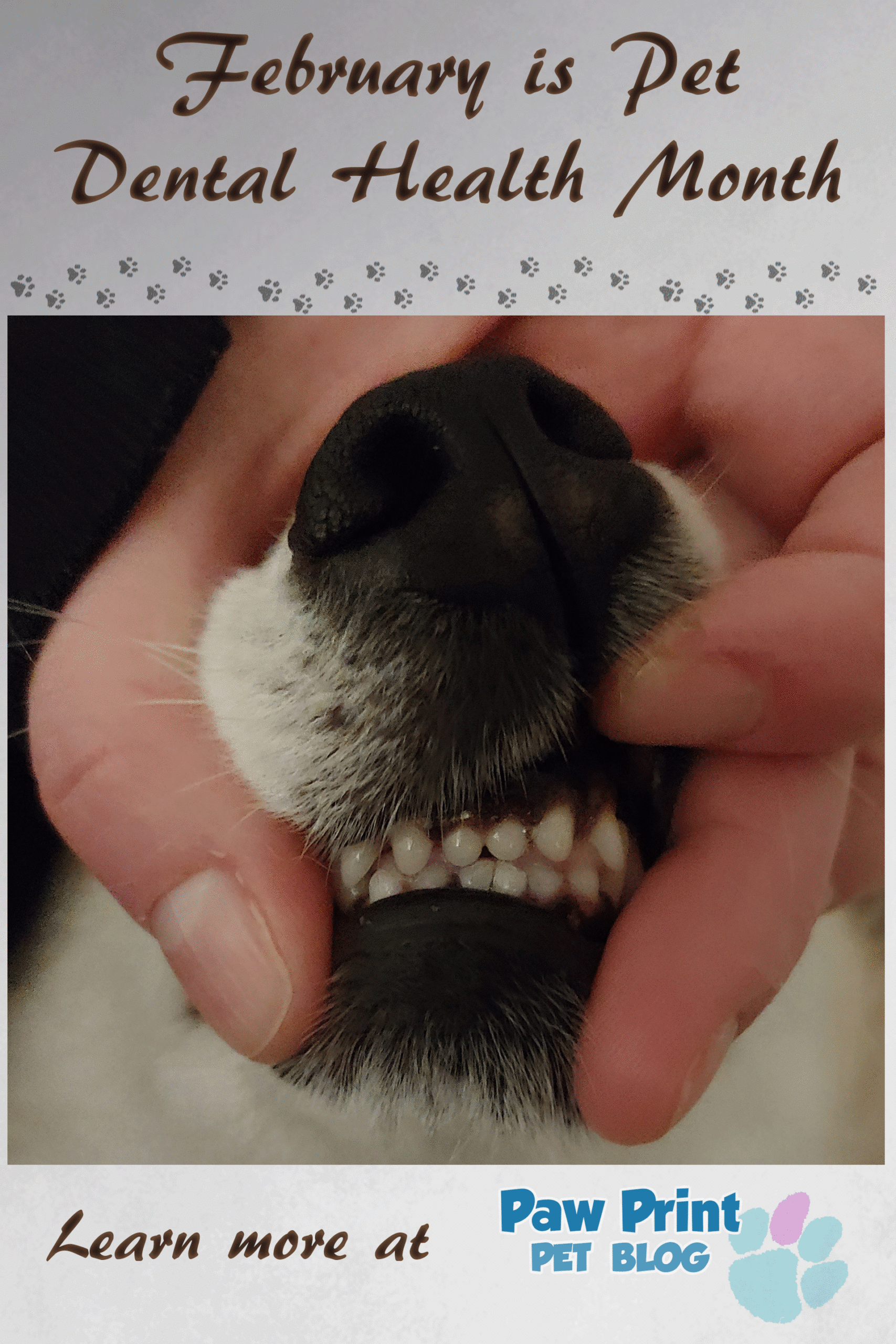 pet dental health