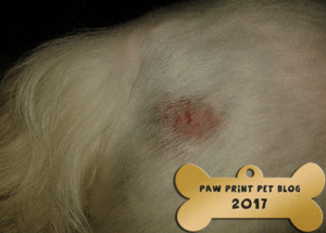 Flea Allergy Dermatitis