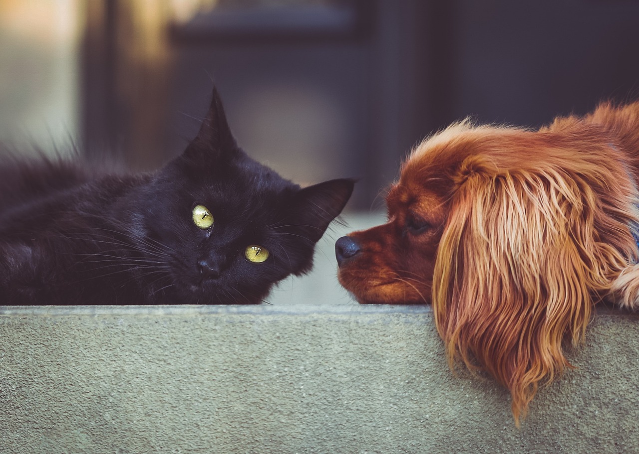 Pet Care at Home