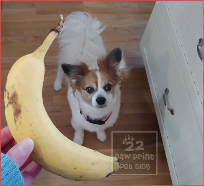 dogs bananas