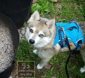 Dog Poop Composting