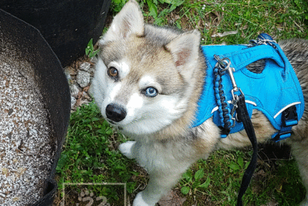 Dog Poop Composting