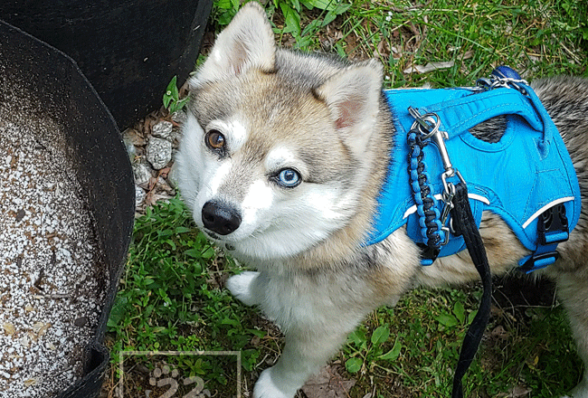 Dog Poop Composting