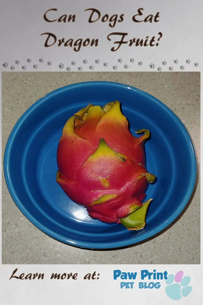 dogs dragon fruit