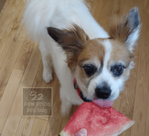 dogs watermelon