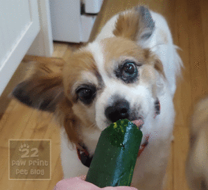 dogs zucchini