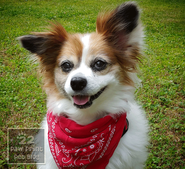 name female papillon