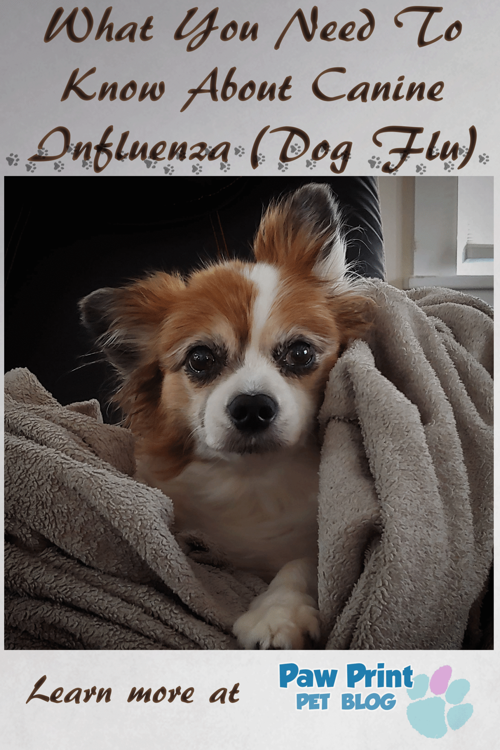 Canine Influenza