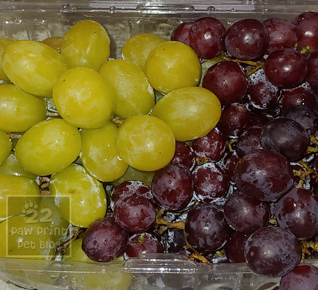 Grapes and Raisins are Toxic to Dogs – Paw Print - Toxic Grapes Effects Dogs