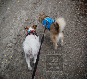 harness hiking small dogs