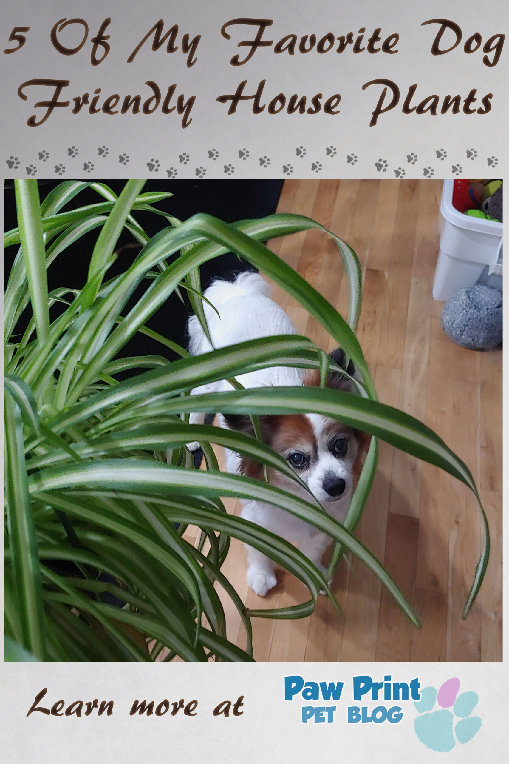 dog friendly houseplants