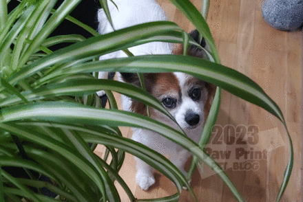 dog friendly houseplants