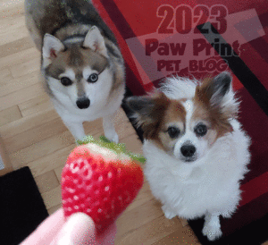 dogs eat strawberries