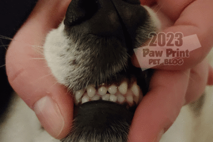 pet dental health