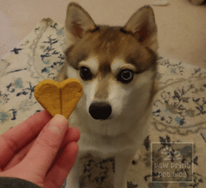 Selecting Dog Treats