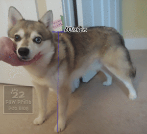 Alaskan klee kai size