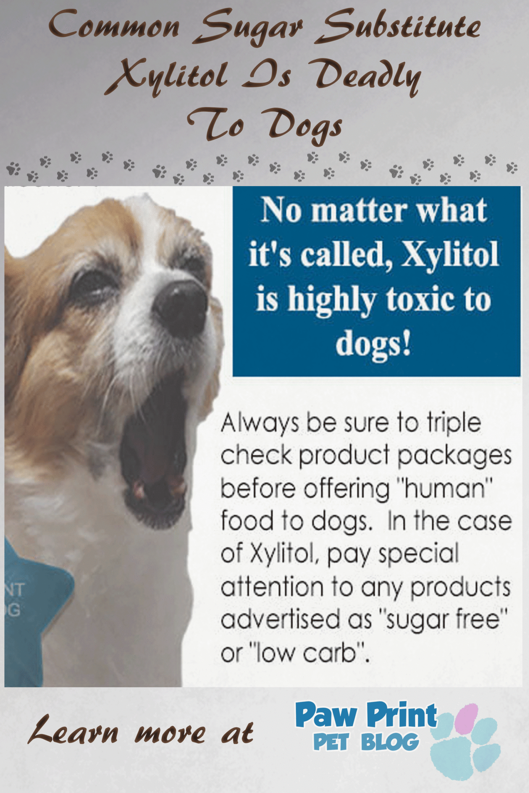 Xylitol dogs