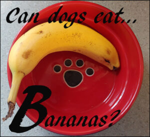 dogs bananas
