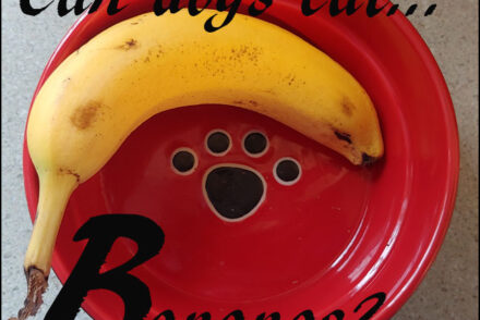 dogs bananas