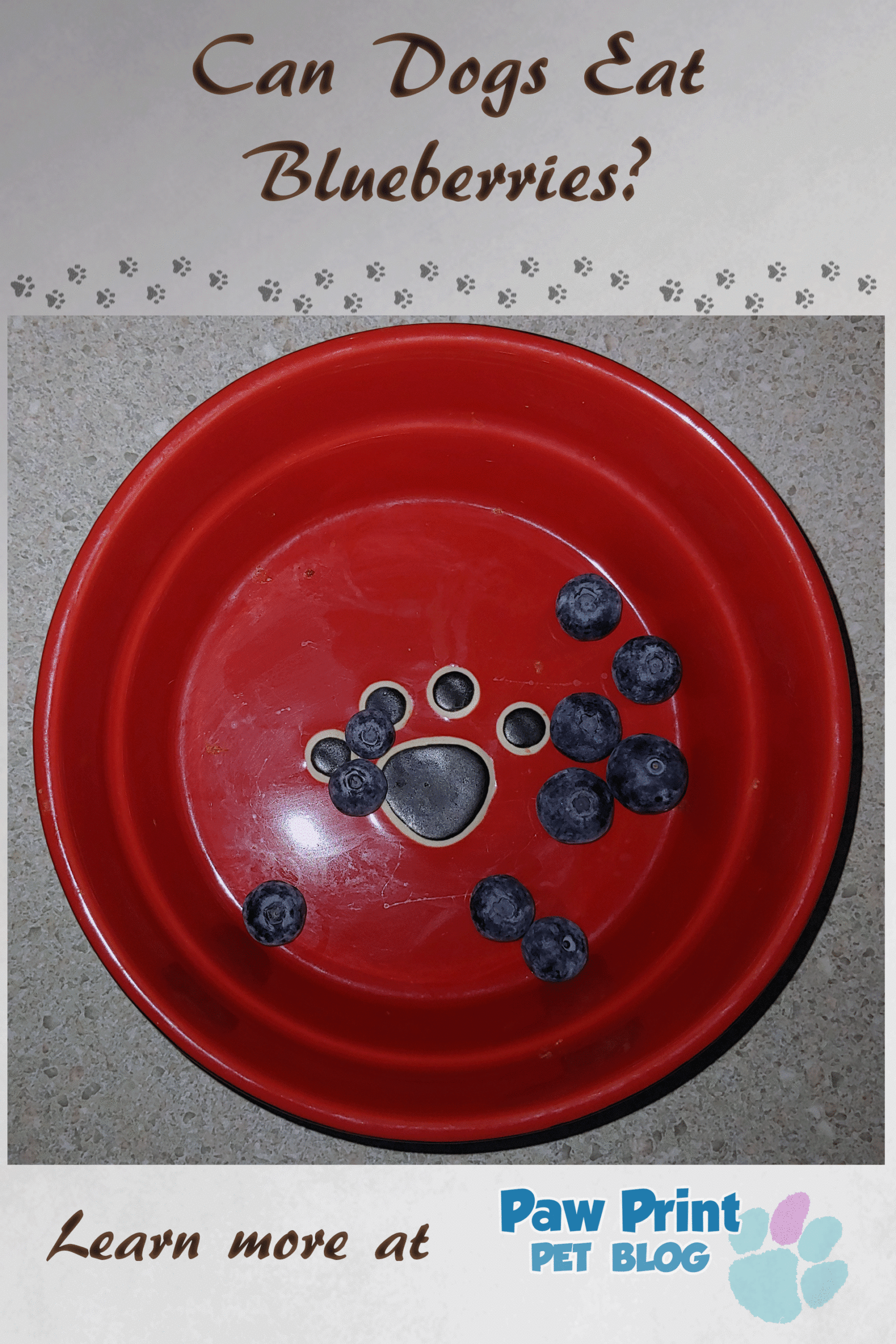 dogs blueberries