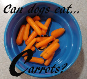 dogs carrots