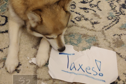 pets taxes