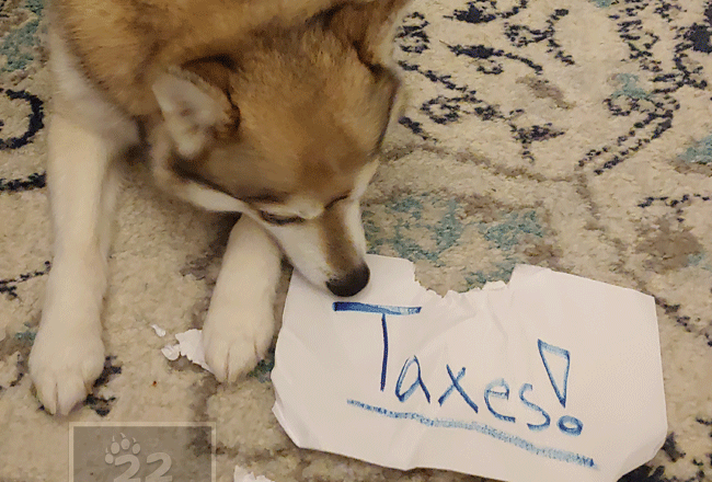 pets taxes