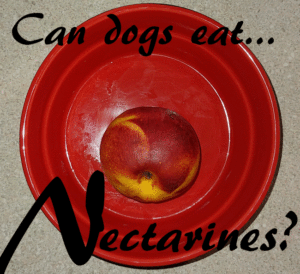 dogs nectarines