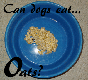 dogs oats