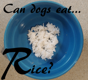dogs rice