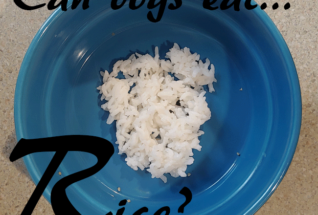 dogs rice