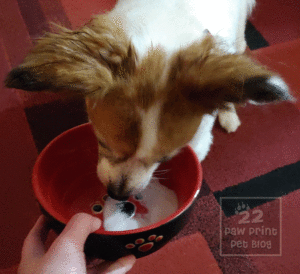 dogs yogurt