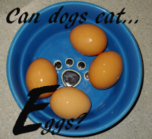 dogs eggs